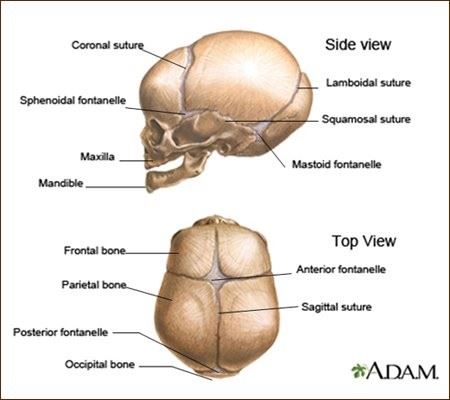 Diagram of the human skull